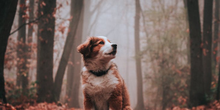 A pet photographer photograph of a dog in a forested area with dry leaves.