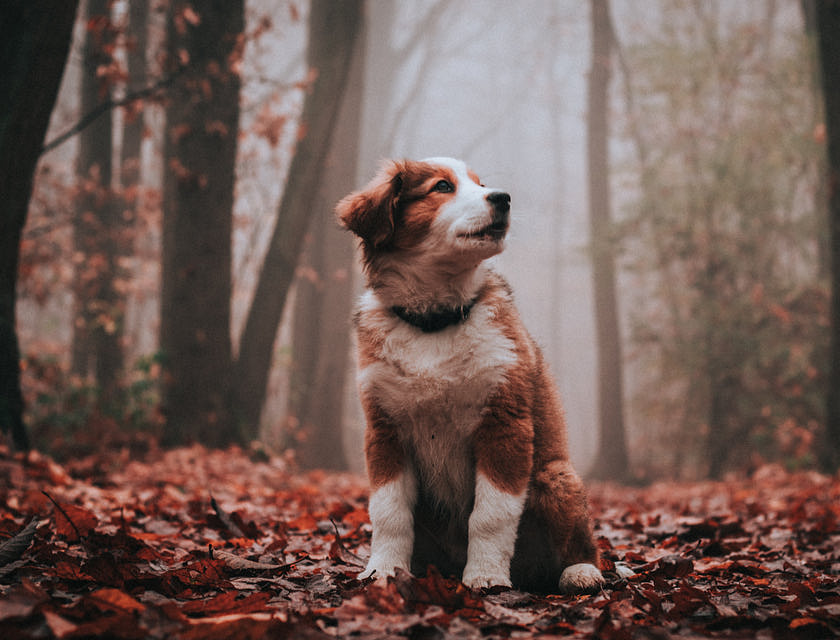 Fotógrafo de mascotas fotografiando a un perro en una zona boscosa con hojas secas
