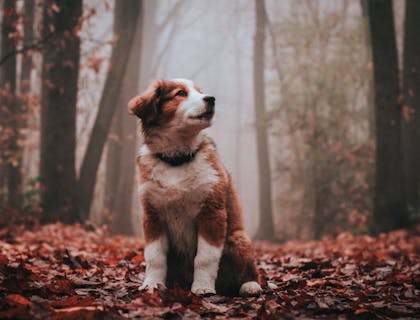 Una foto di un cucciolo di cane che si trova in un bosco pieno di foglie rosse scattata da un fotografo di animali.
