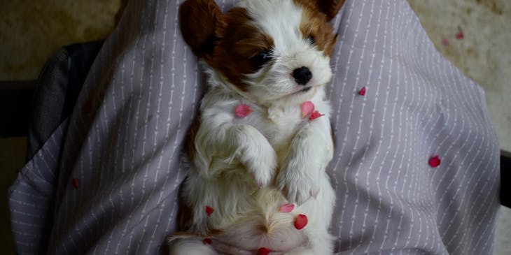 A person holding a sleepy puppy while pet sitting.