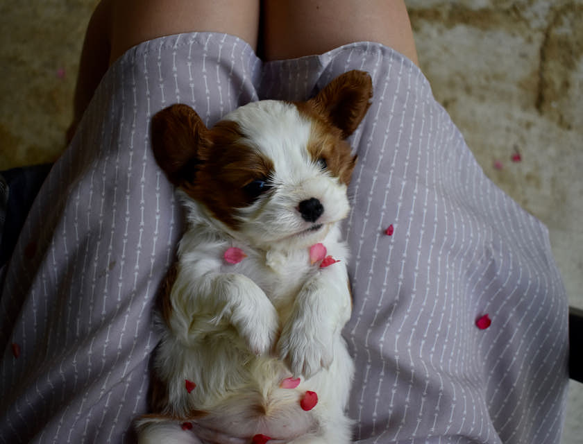 A person holding a sleepy puppy while pet sitting.