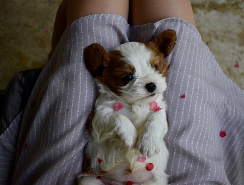 A person holding a sleepy puppy while pet sitting.