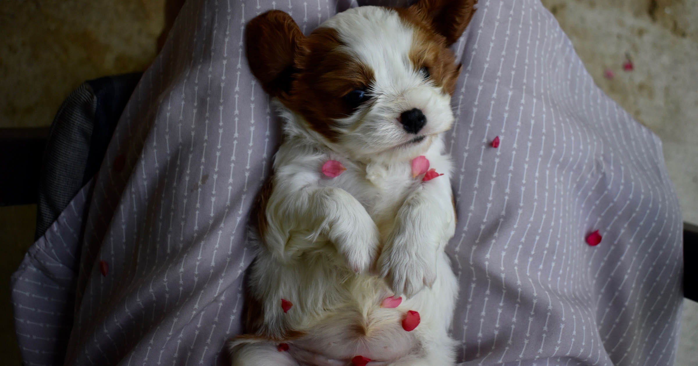 Unique Pet Sitting Business Names Generator