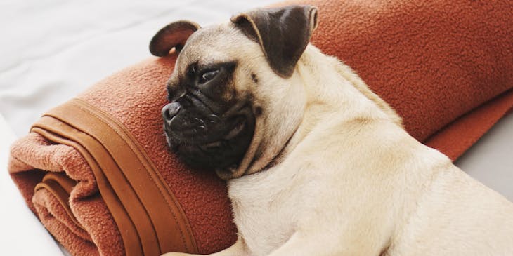 A relaxed pug lying on an orange towel at a pet spa.