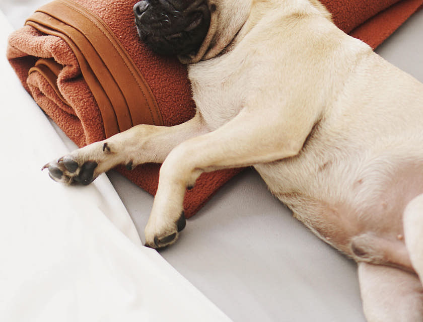 Um pug deitado sobre uma toalha laranja em um spa pet.