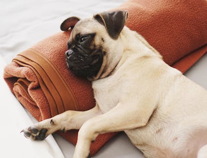 Un pug relajado acostado sobre una toalla anaranjada en un spa para mascotas.