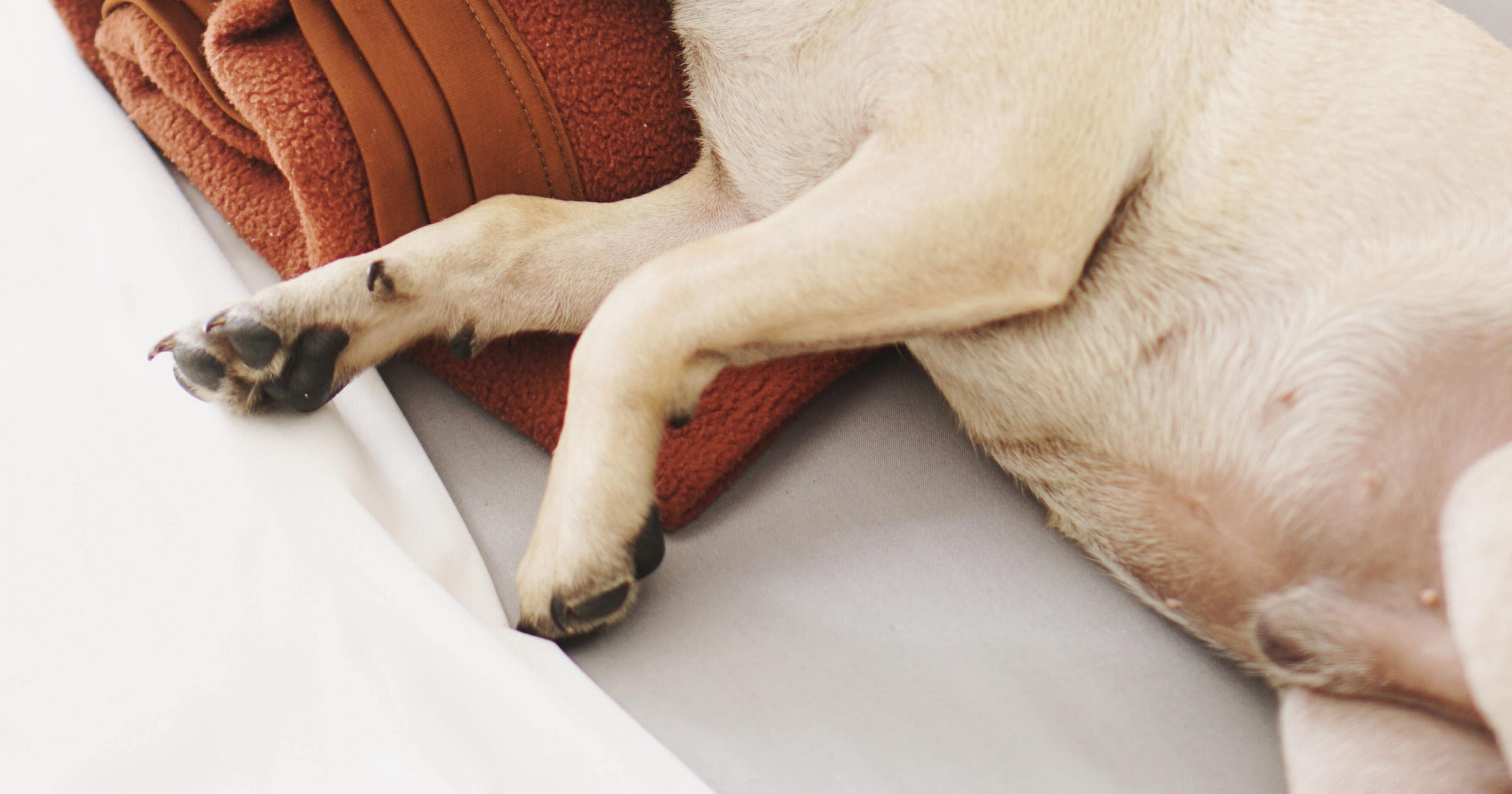 Pet Spa Business Names + Free Logos