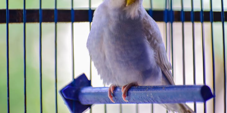 A white bird perched in cage awaiting pet transportation.
