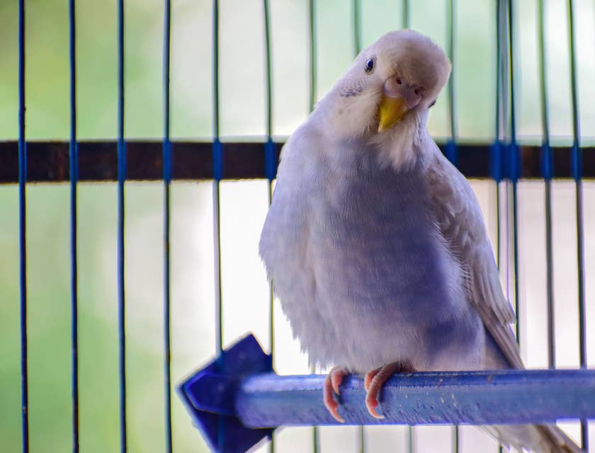 A white bird perched in cage awaiting pet transportation.
