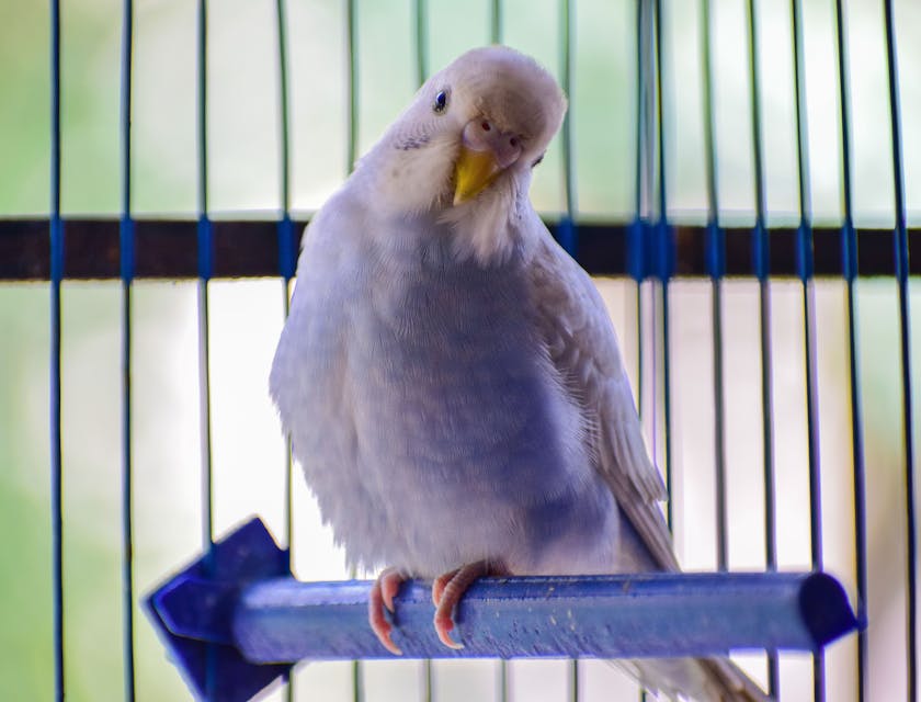 A white bird perched in cage awaiting pet transportation.