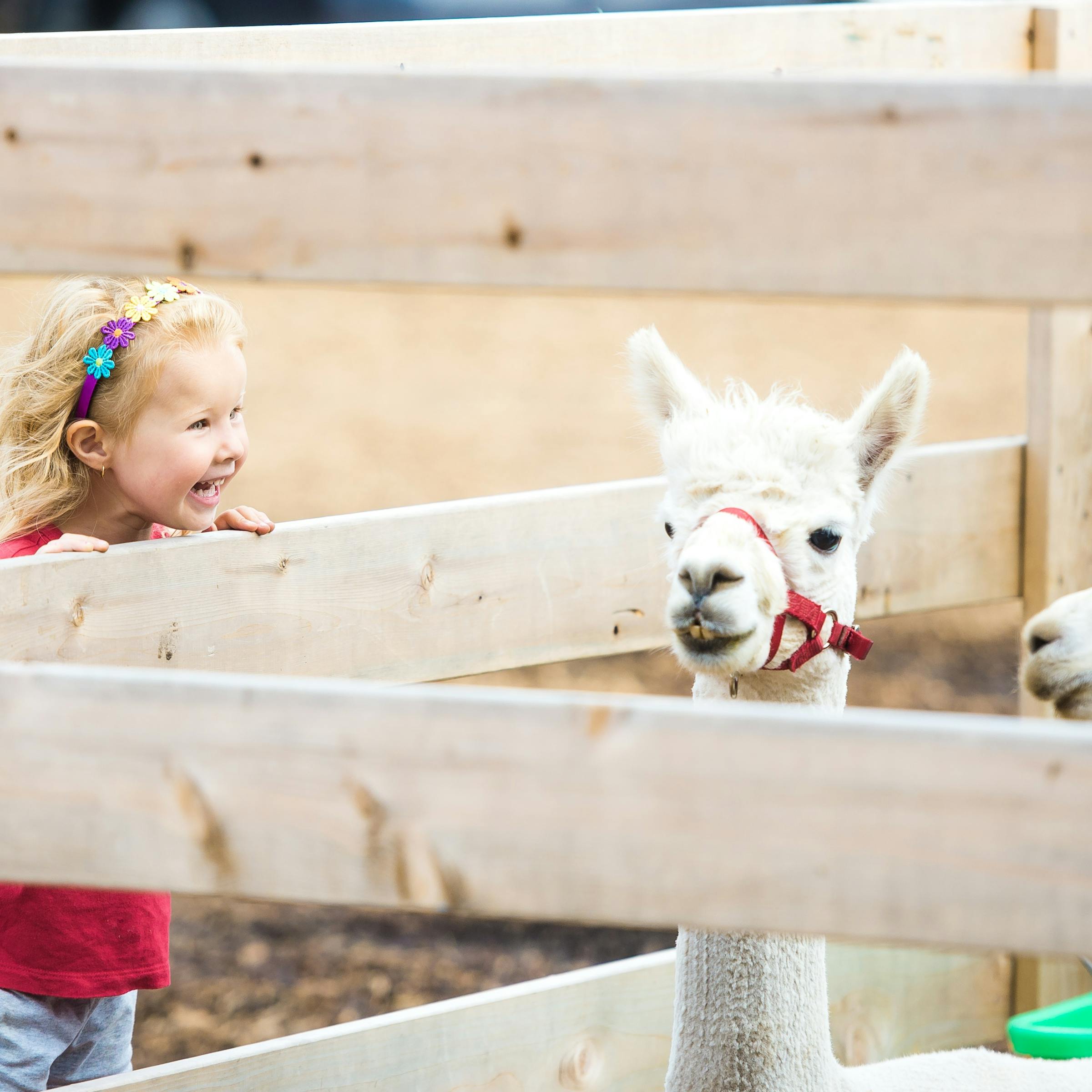 Petting Zoo Business Names Petting Zoo Business Names