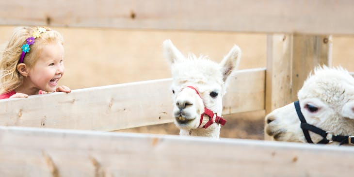 Young girl watching the llamas at a petting zoo.