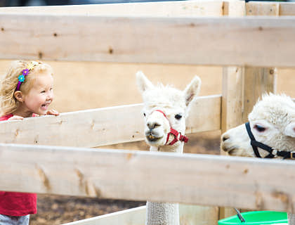Young girl watching the llamas at a petting zoo.