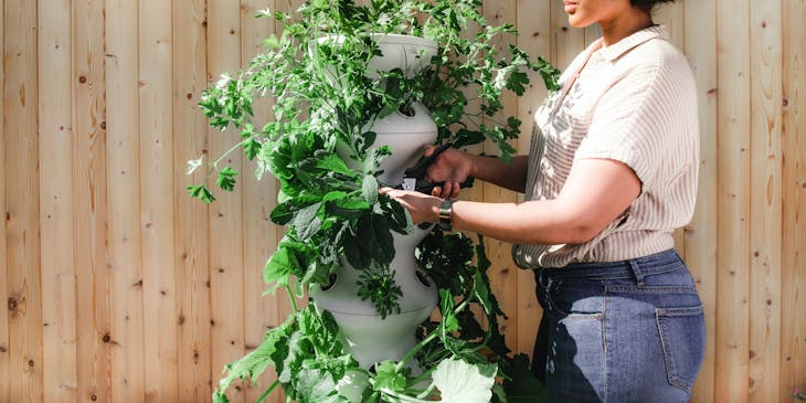Person trimming a plant