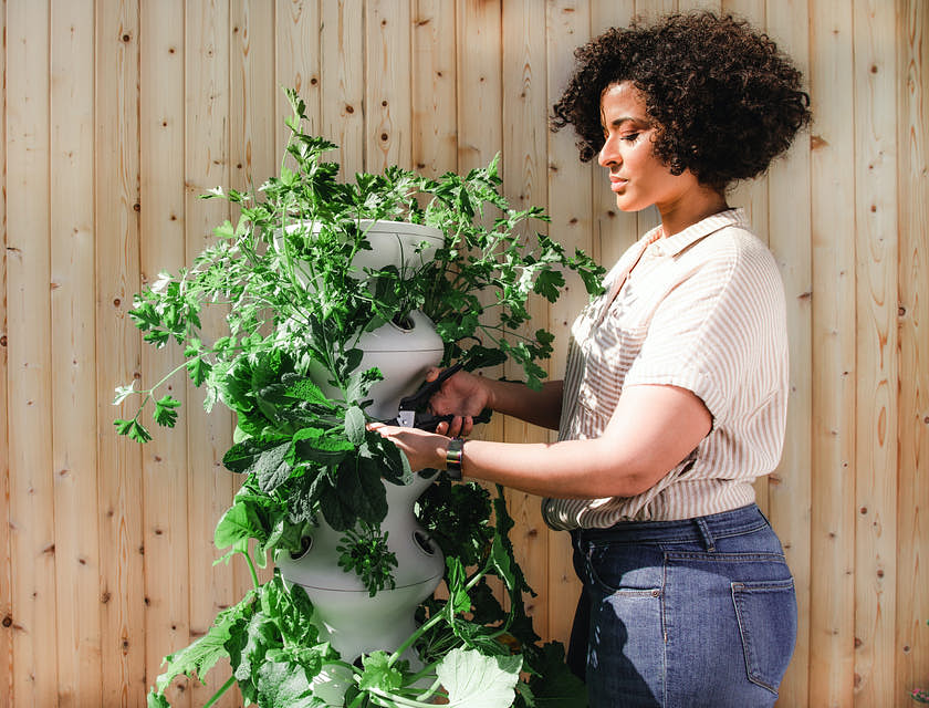 Person trimming a plant