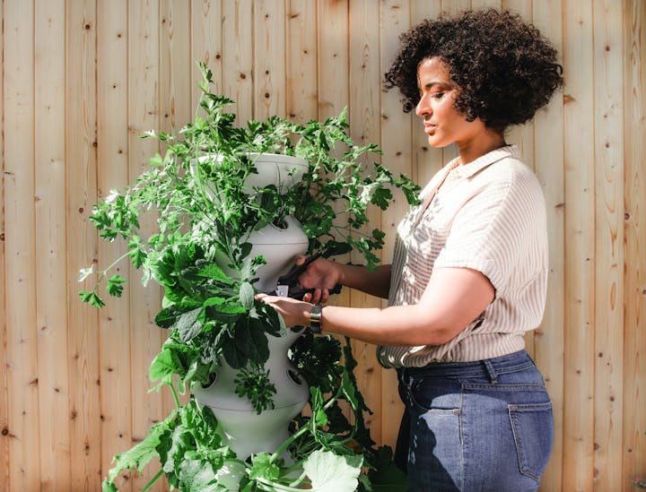 Nomes para empresas de plantas