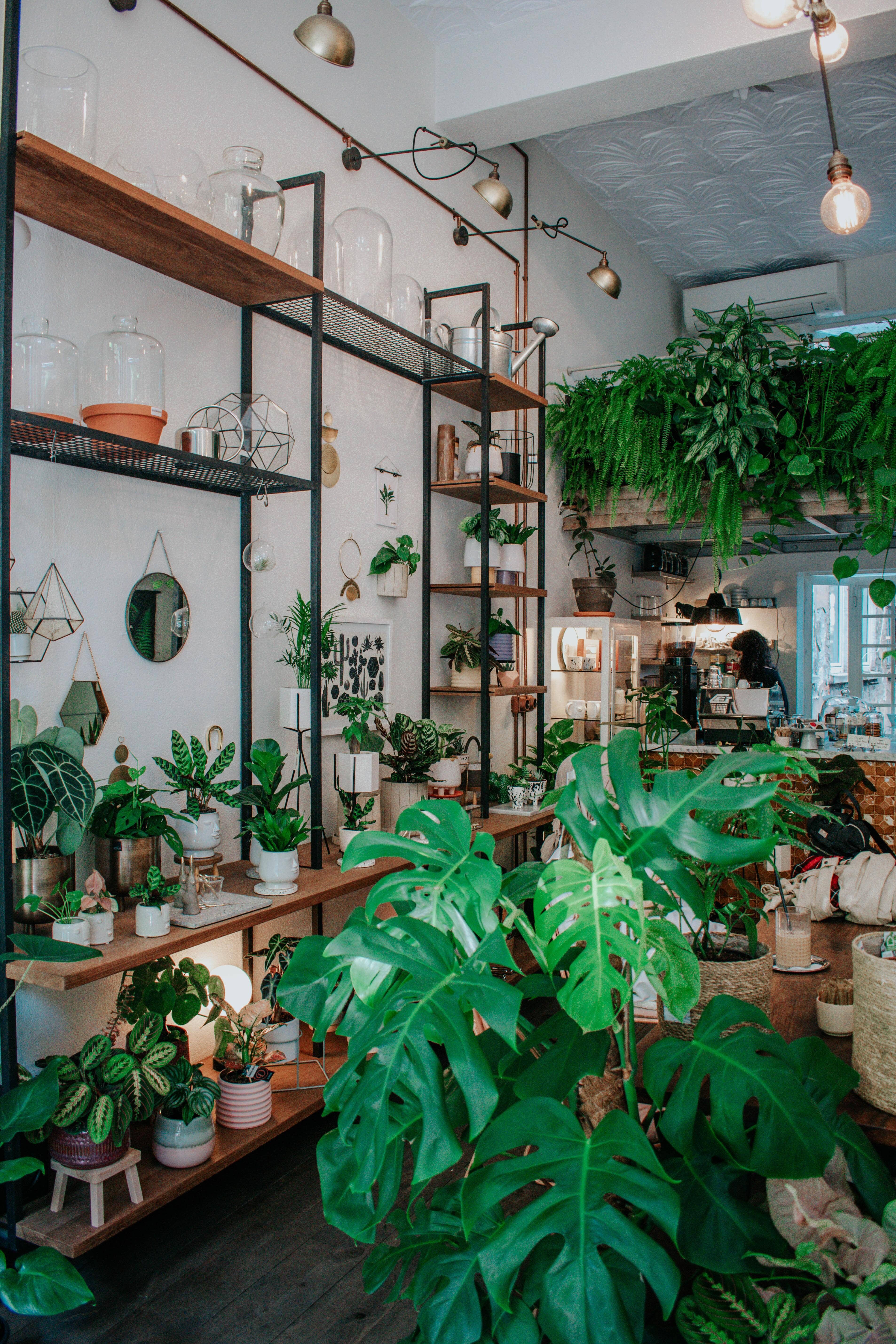 Shop Decorative Bonsai with Pot Online | Home Centre Oman