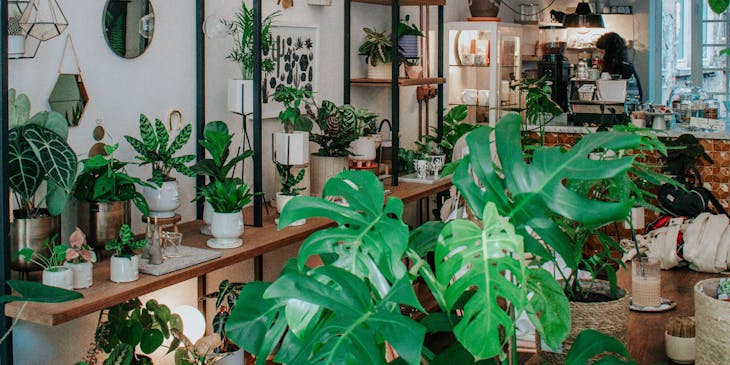 A plant shop with plants on display.