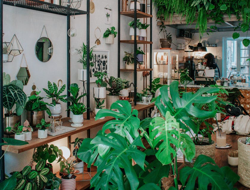 A plant shop with plants on display.