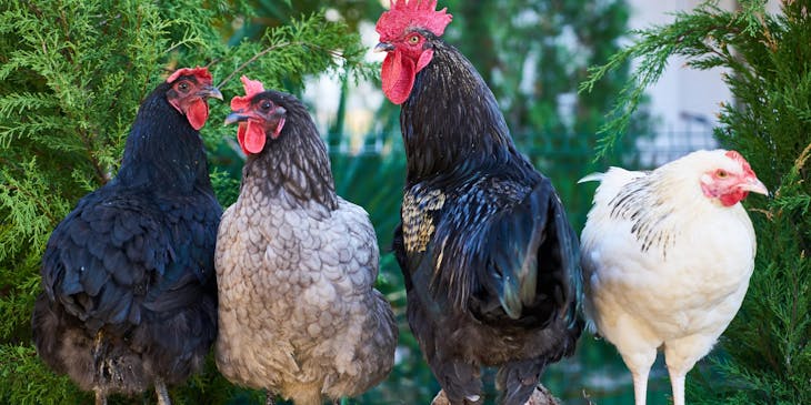 Quatre coqs dans une ferme avicole.