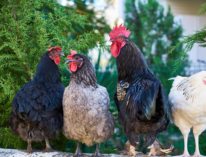 Nomes para aviários