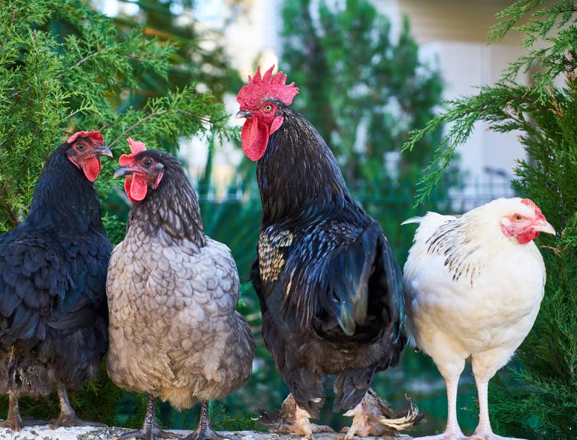Quattro galli che si trovano in un allevamento di polli.