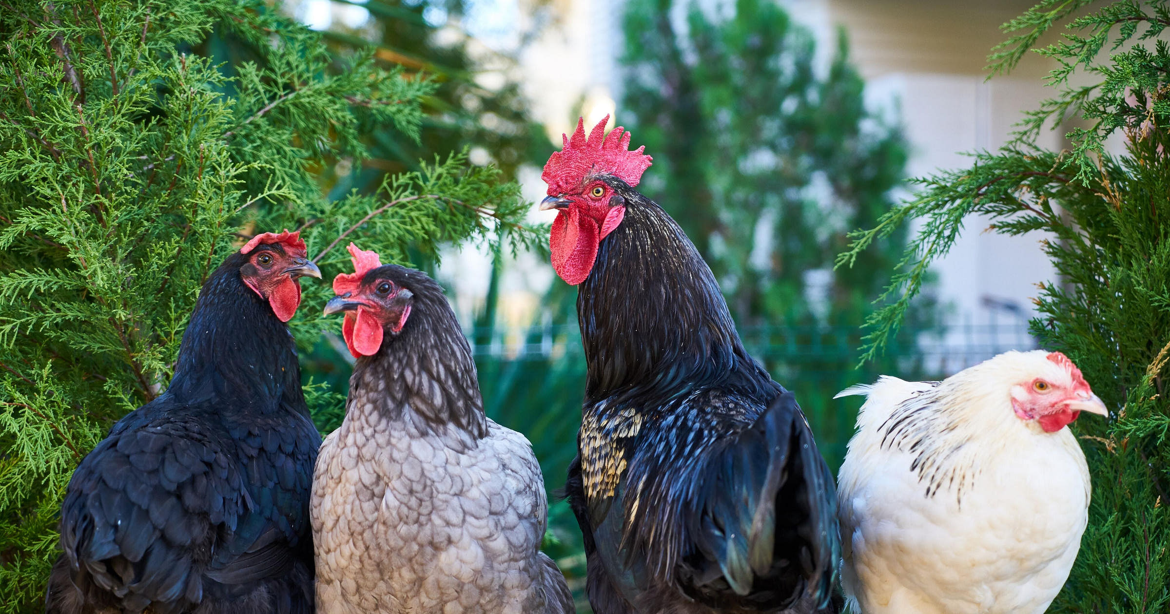 poultry-business-names-free-logos
