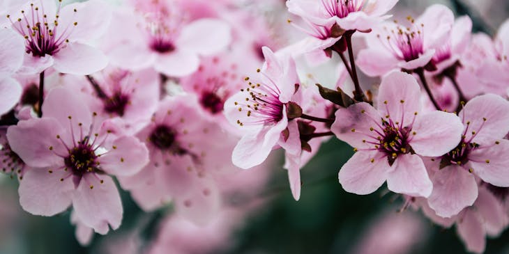 pretty Japanese cherry blossoms