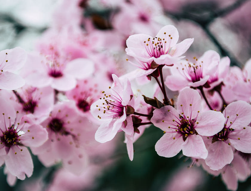 Dei gradevoli fiori di ciliegio.