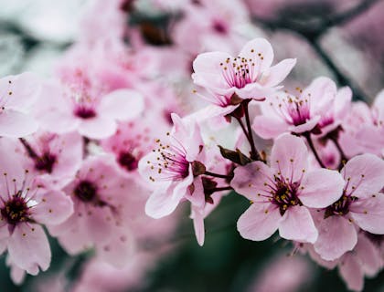 pretty Japanese cherry blossoms