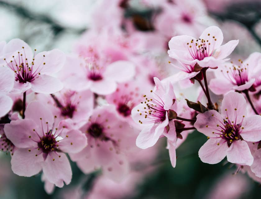 De jolis bourgeons de cerisier japonais.