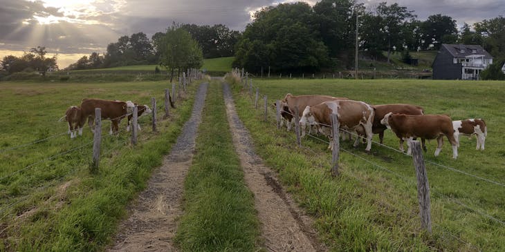 Grazing cattle on a ranch.