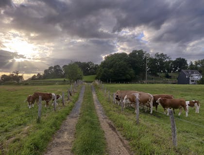 Gados pastando em um rancho.