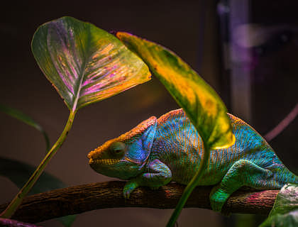 Un camaleón sobre una rama en un negocio de reptiles.
