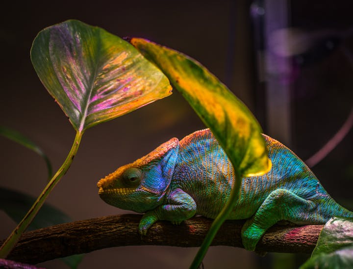 Nomes para lojas de répteis