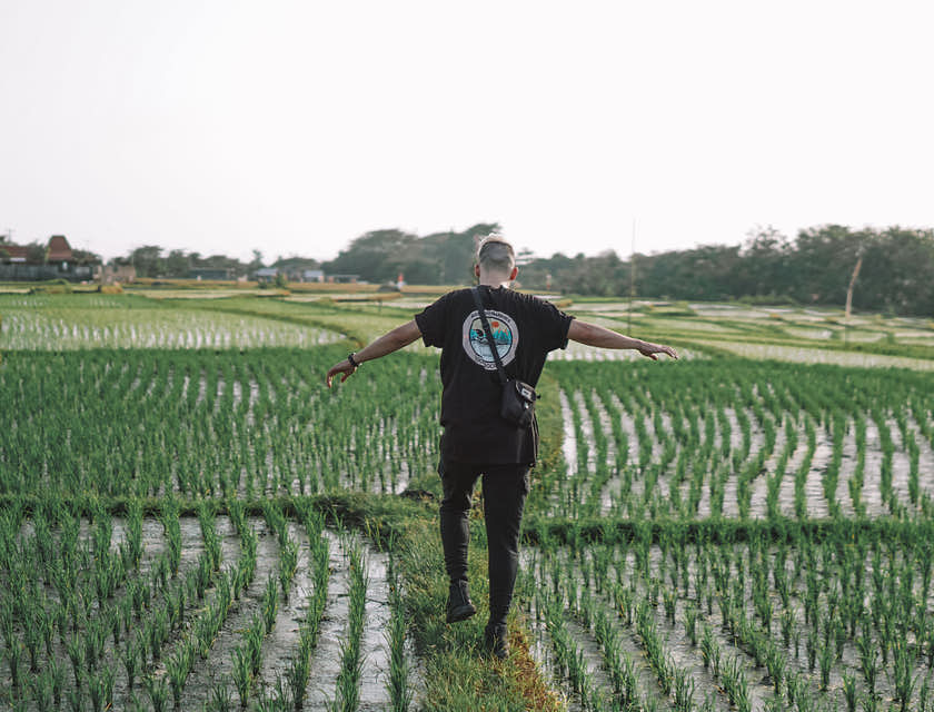 Un homme aux bras tendus explorant un champs de riz.