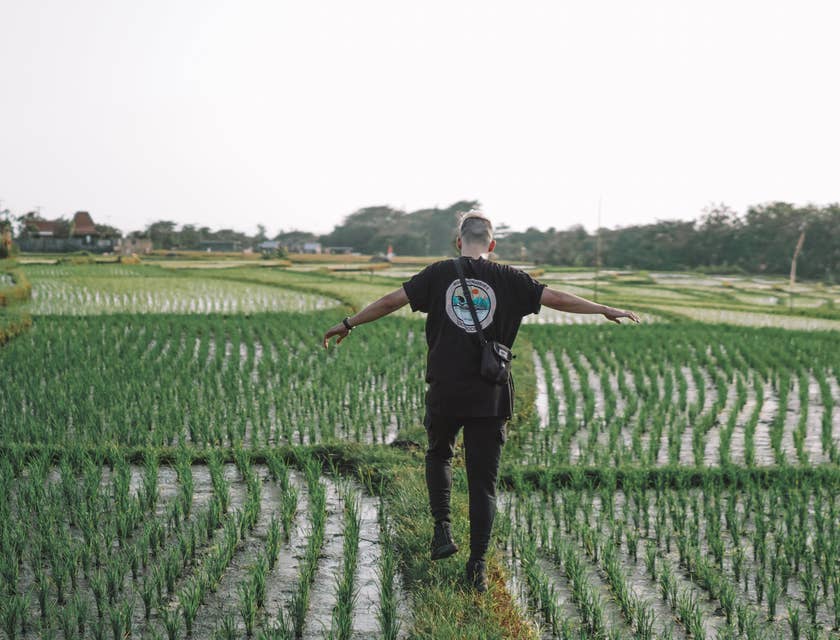 Hombre con sus brazos estirados explorando un campo de arroz.