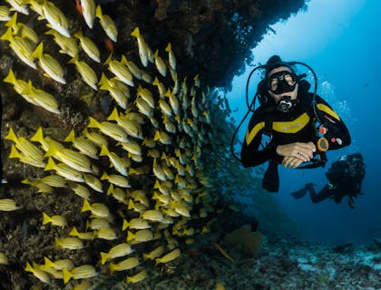 A person scuba diving with school of yellow fish.