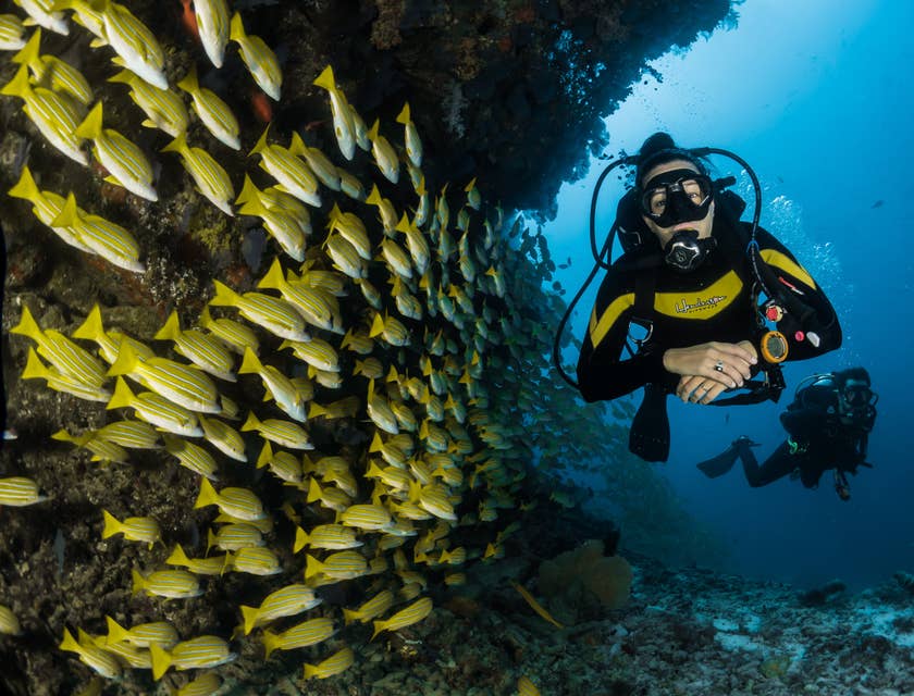 Plongeur avec un banc de poissons jaunes.