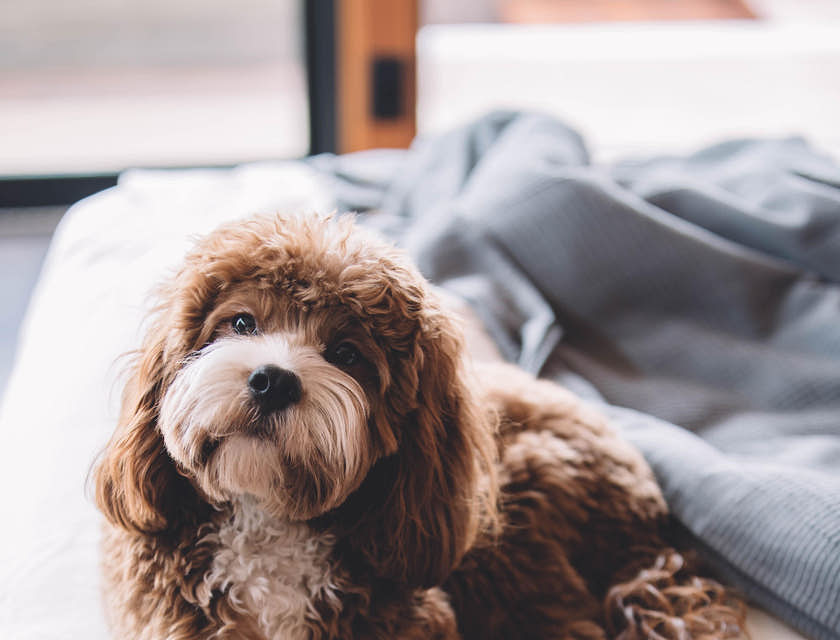 Un cane dallo sguardo sincero sopra un letto.