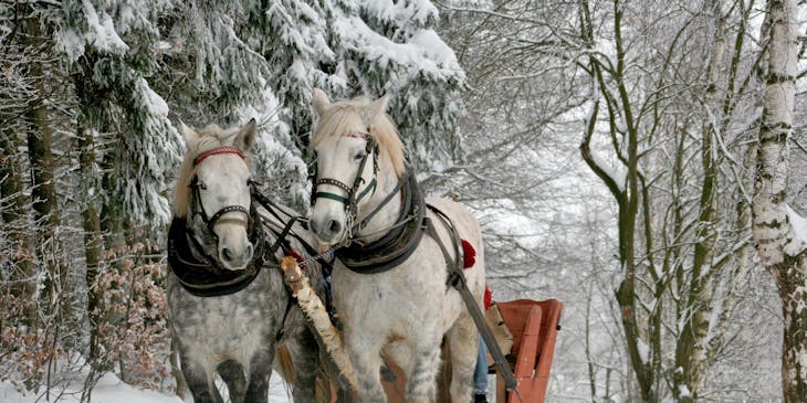 Two white horses pulling a sleigh through a snow-filled forest