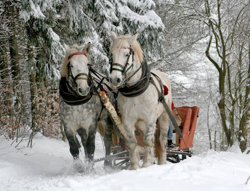 Deux chevaux blancs tirant un traîneau dans une forêt enneigée.
