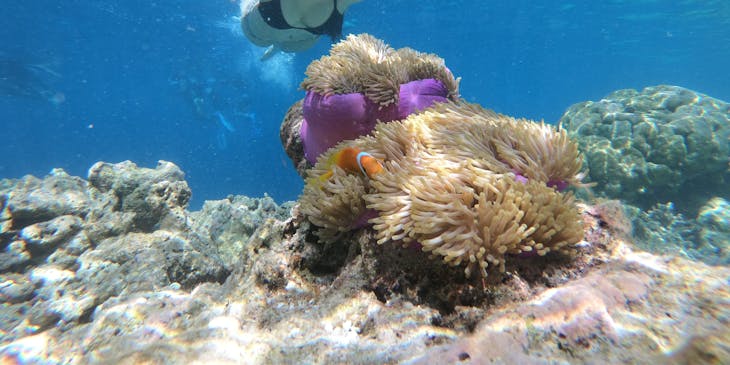 A woman viewing sea life while snorkeling.