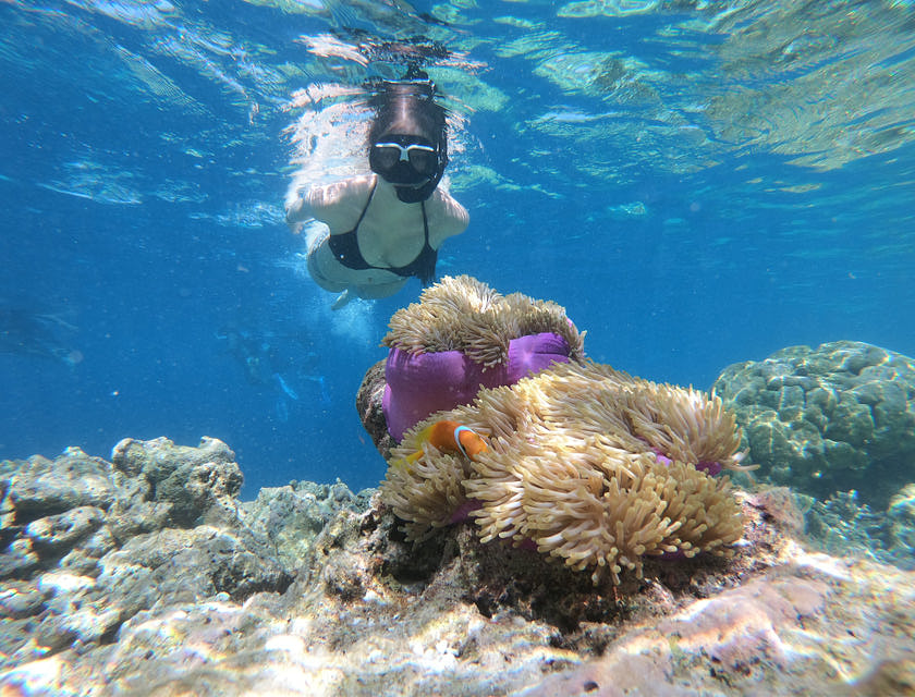 Une femme qui observe la vie marine en faisant de la plongée libre.