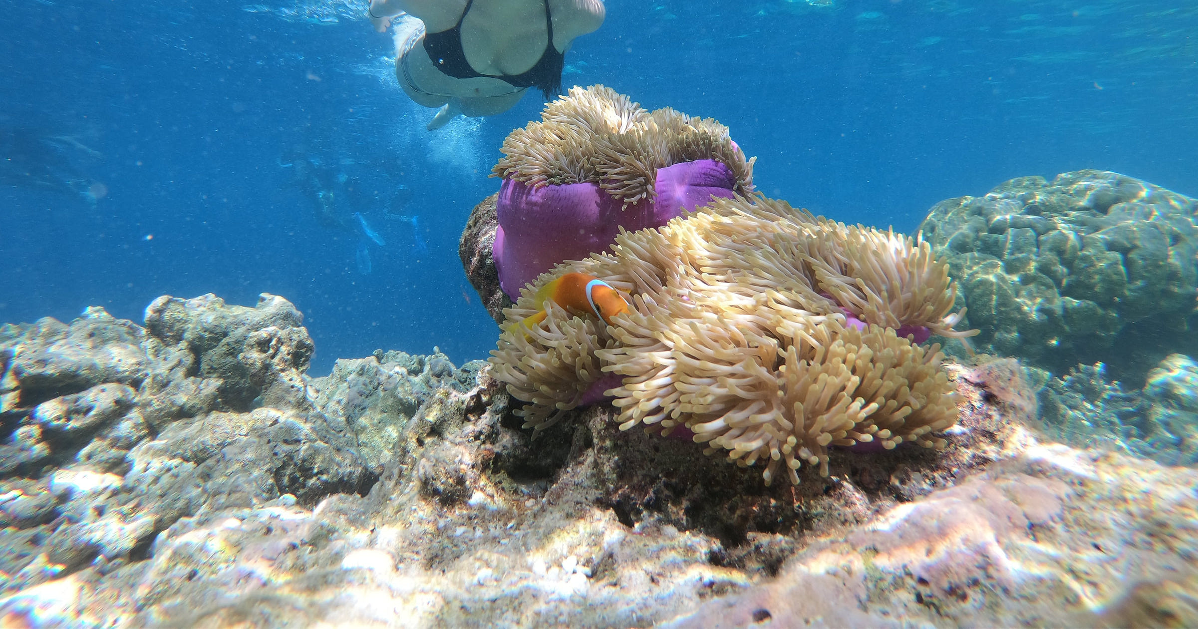 Snorkeling Business Names + Free Logos