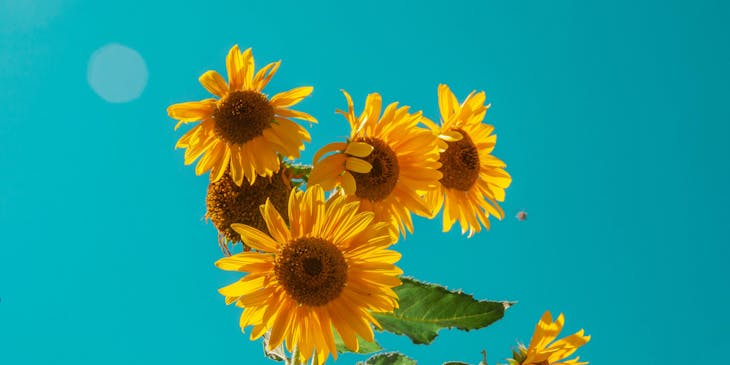 Sunflowers against a blue sky on a sunny day.