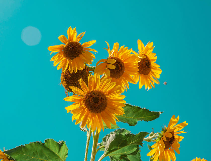 Sunflowers against a blue sky on a sunny day.