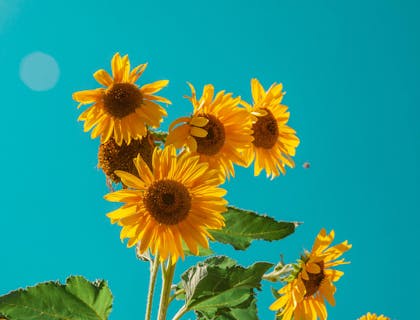 Sunflowers against a blue sky on a sunny day.