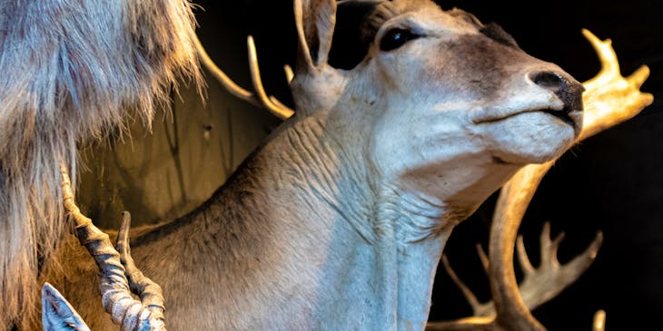 Taxidermy of deer and wolf.
