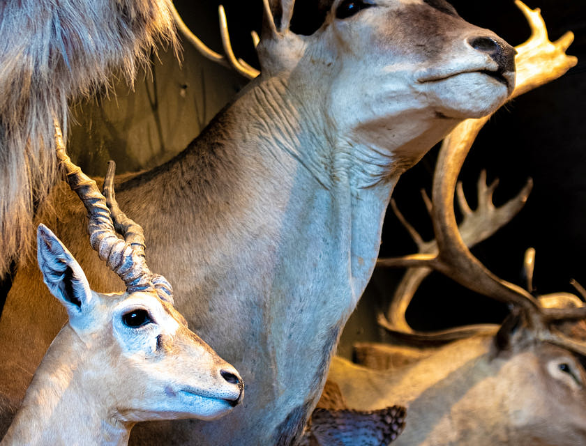 Tierpräparate von verschiedenen Hirscharten in einer Taxidermie-Werkstatt.